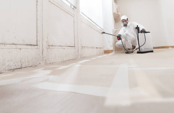 Black mold remediation team in North Wales