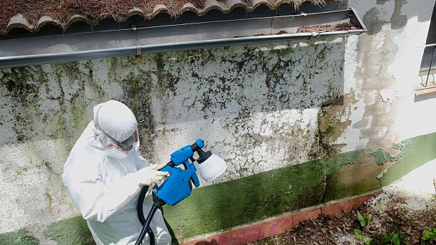 Mold Removal service in North Wales